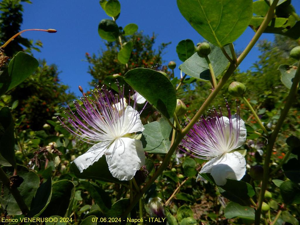 142 - FIORE DI CAPPERO - Napoli